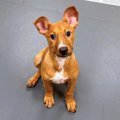 Enlarge Kory, a Adoptable mixed breed in Carrollton, TX image 2/2