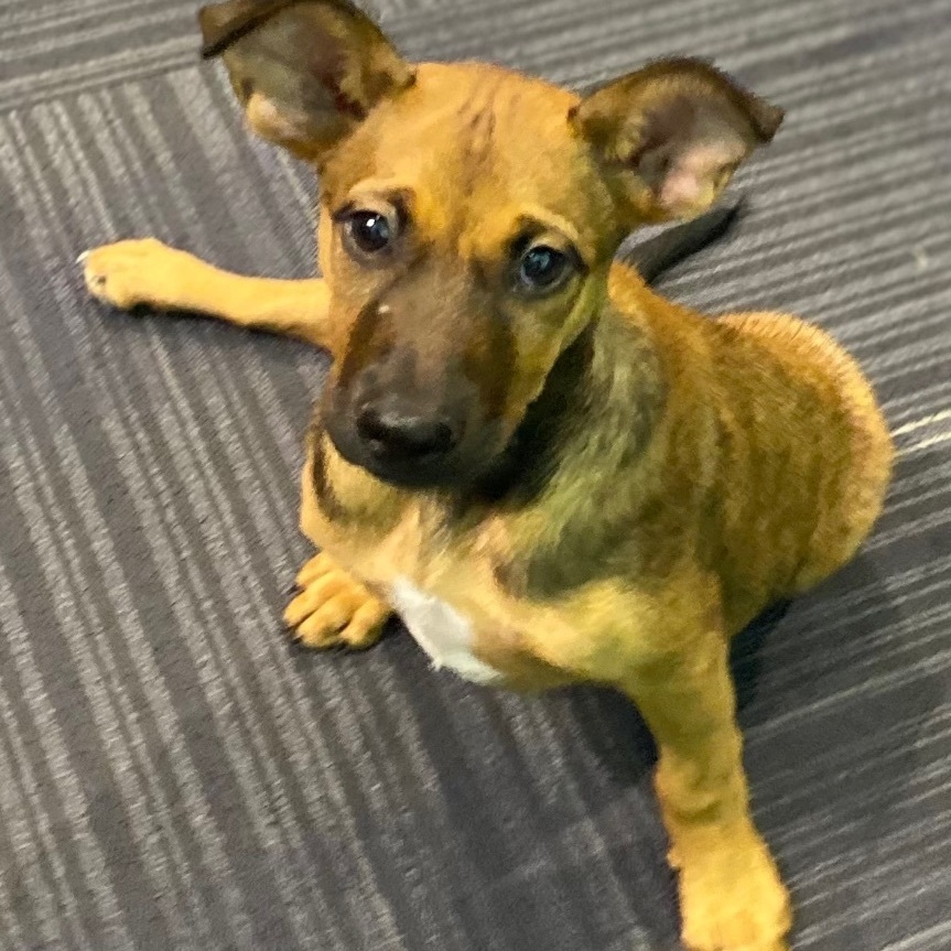 Glitter -She Shines!, a Adoptable mixed breed in Homestead, FL image 3/6