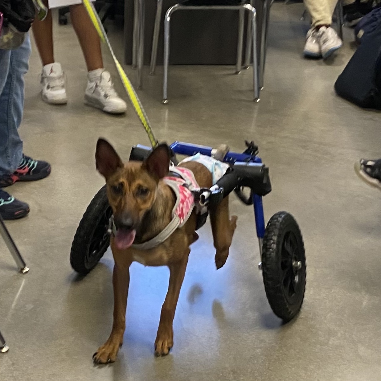 Glitter -She Shines!, a Adoptable mixed breed in Homestead, FL image 1/6