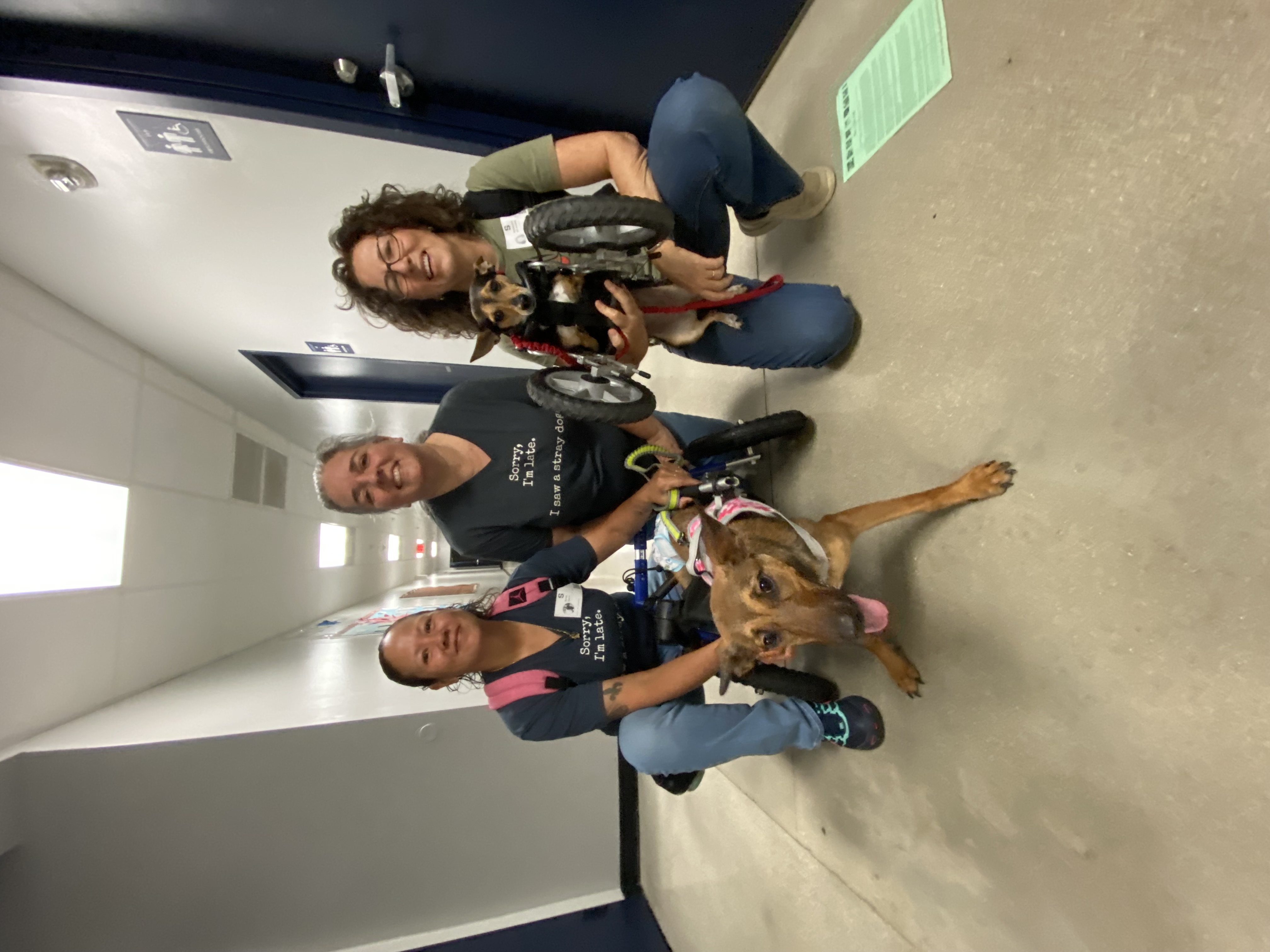 Glitter -She Shines!, a Adoptable mixed breed in Homestead, FL image 4/6