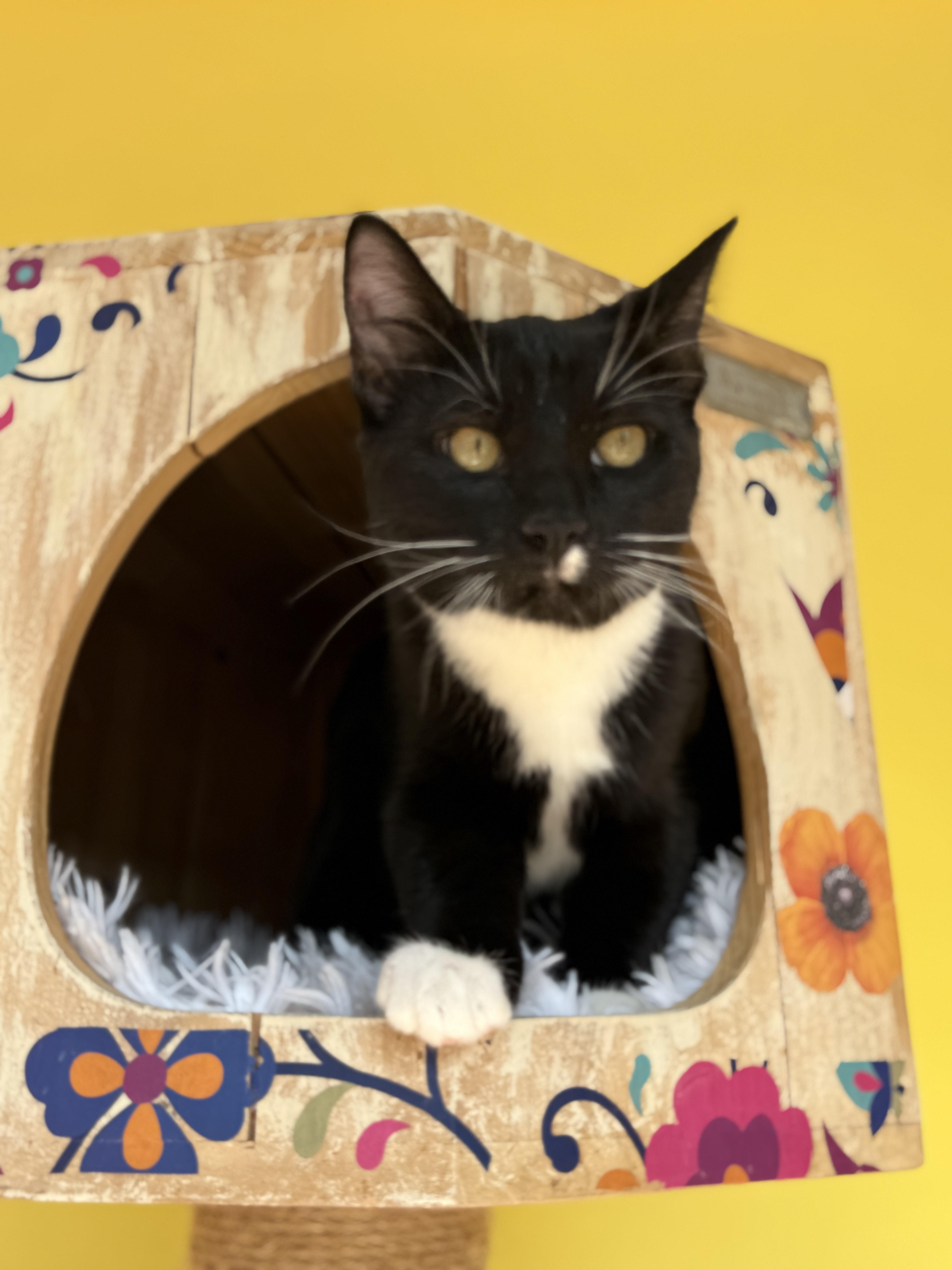 Enlarge Tom, a ADOPTABLE Domestic Short Hair in Keller, TX image 1/6