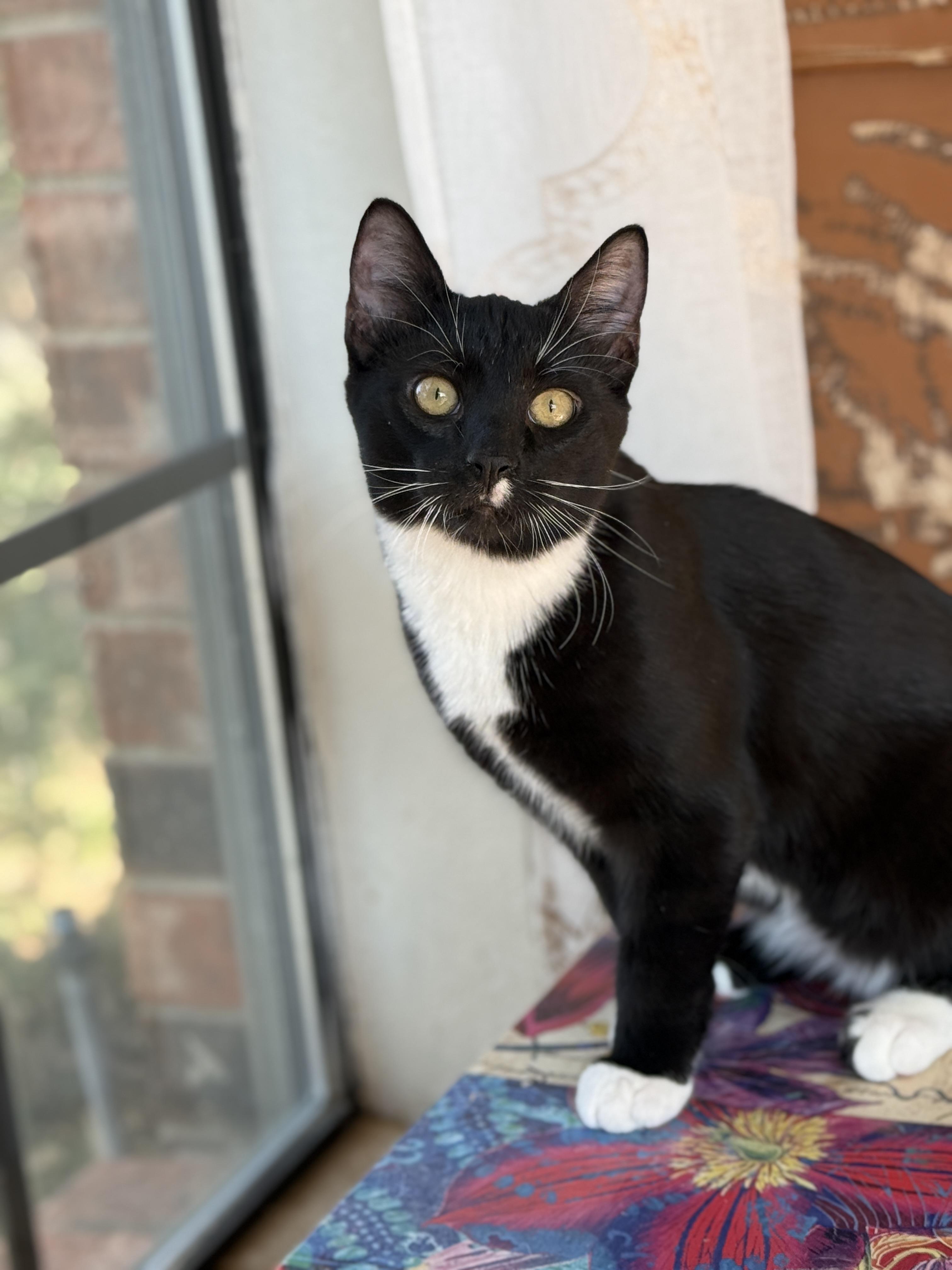 Enlarge Tom, a ADOPTABLE Domestic Short Hair in Keller, TX image 3/6