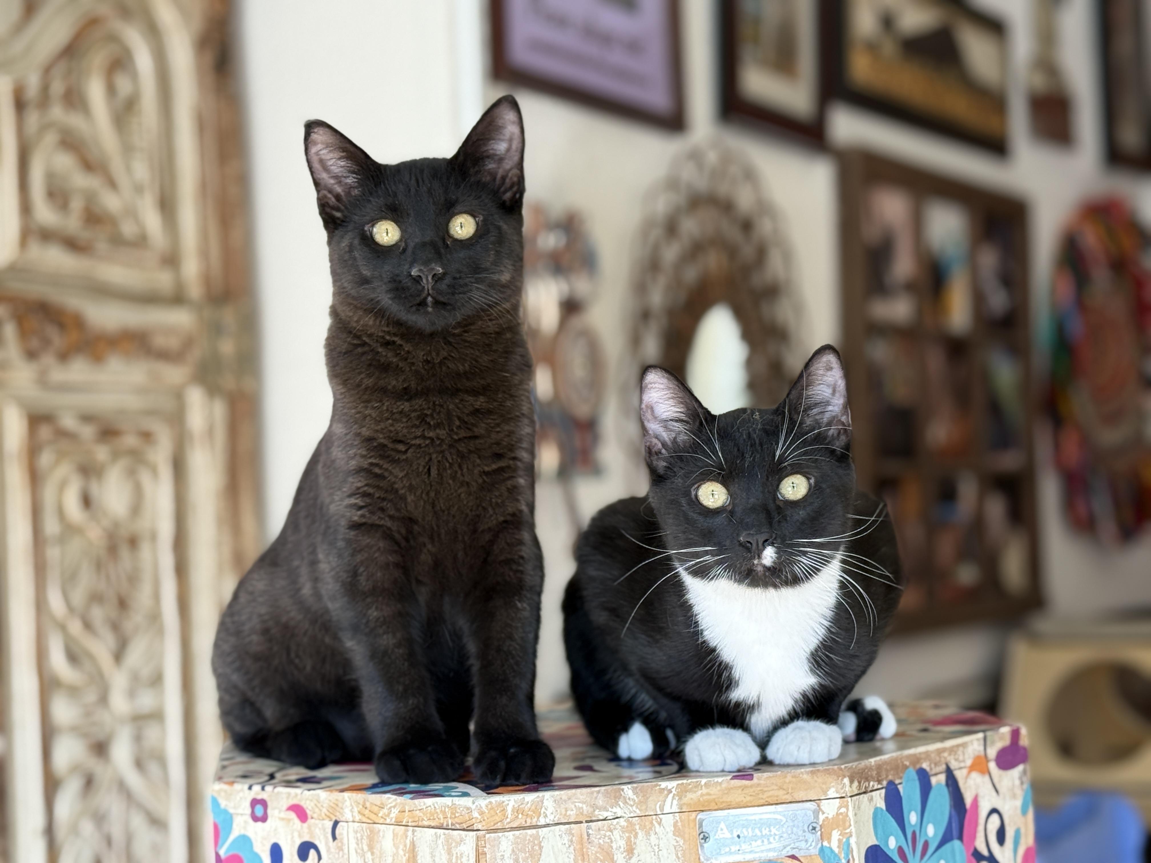 Enlarge Tom, a ADOPTABLE Domestic Short Hair in Keller, TX image 6/6