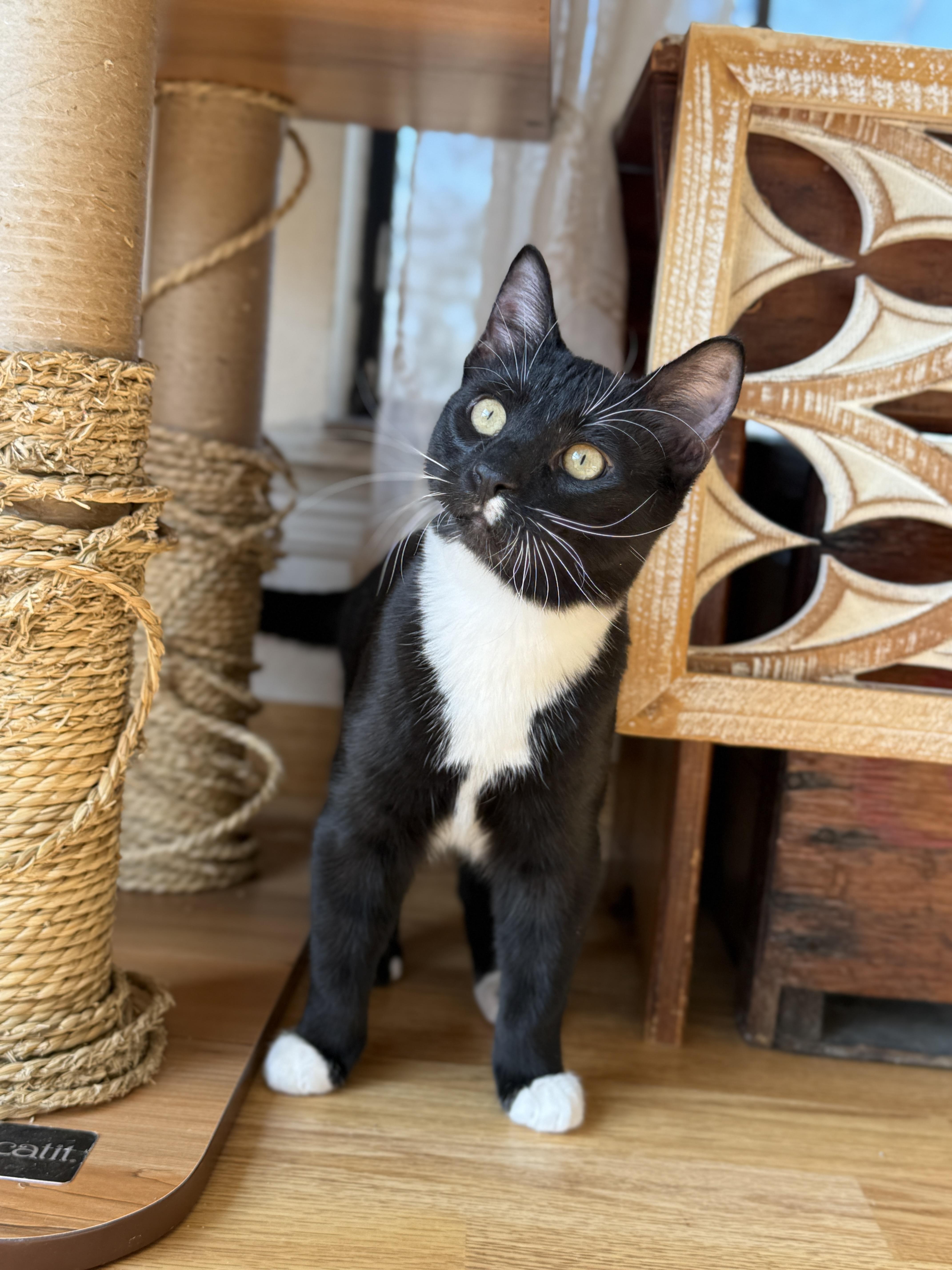 Enlarge Tom, a ADOPTABLE Domestic Short Hair in Keller, TX image 5/6