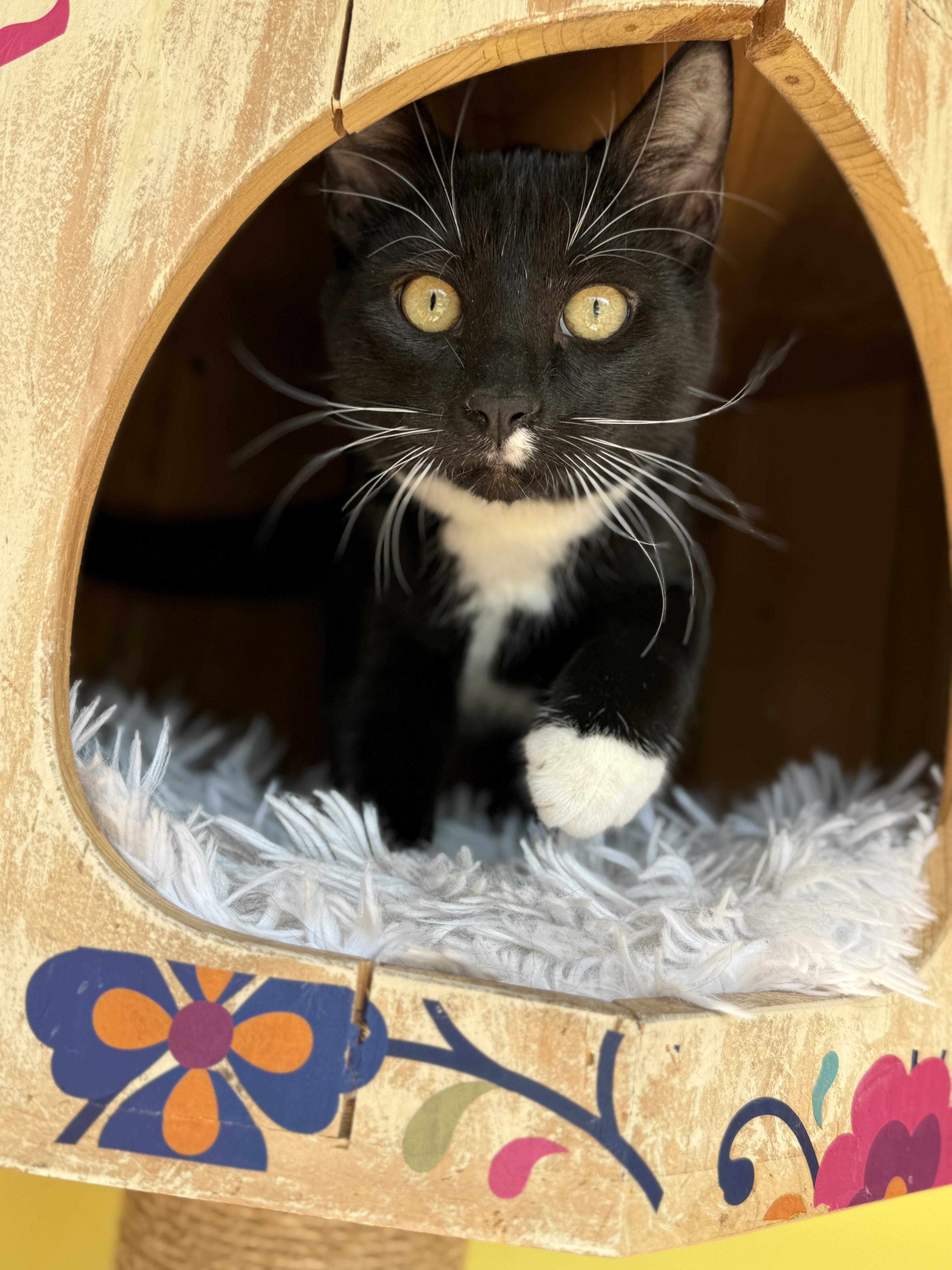 Enlarge Tom, a ADOPTABLE Domestic Short Hair in Keller, TX image 4/6