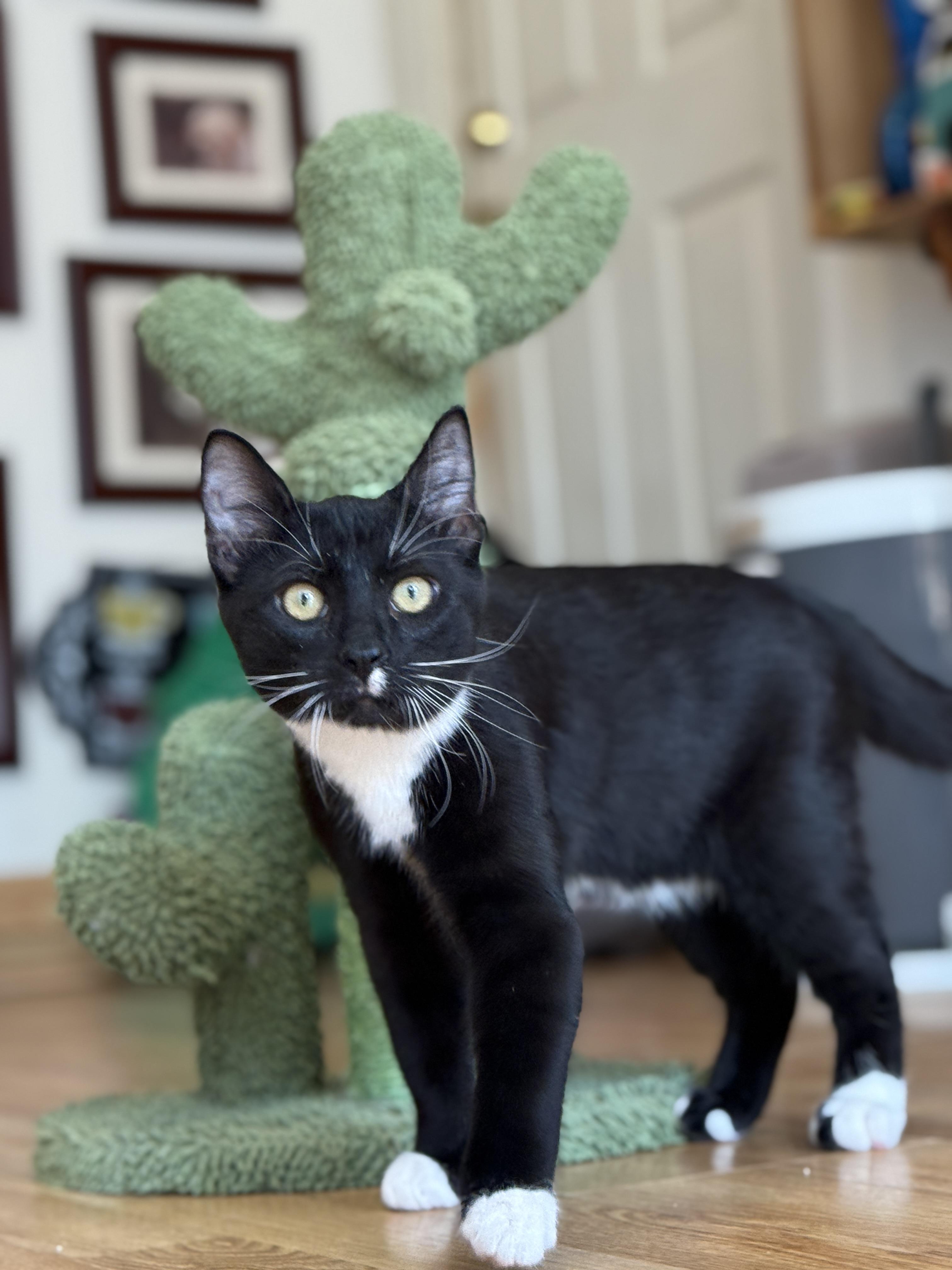 Enlarge Tom, a ADOPTABLE Domestic Short Hair in Keller, TX image 2/6