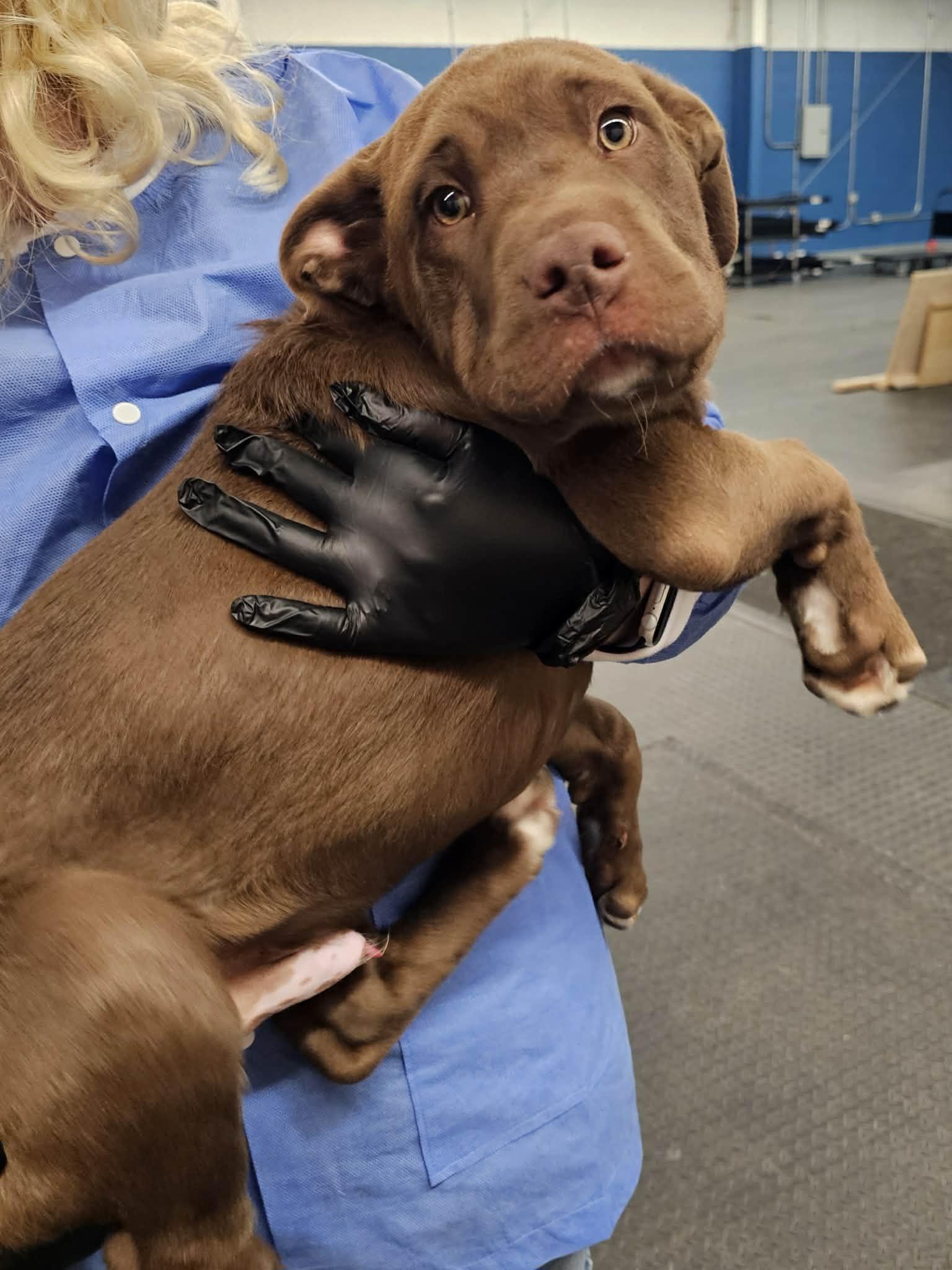 Ralph , adopted, Puppy Male Chocolate Labrador Retriever.