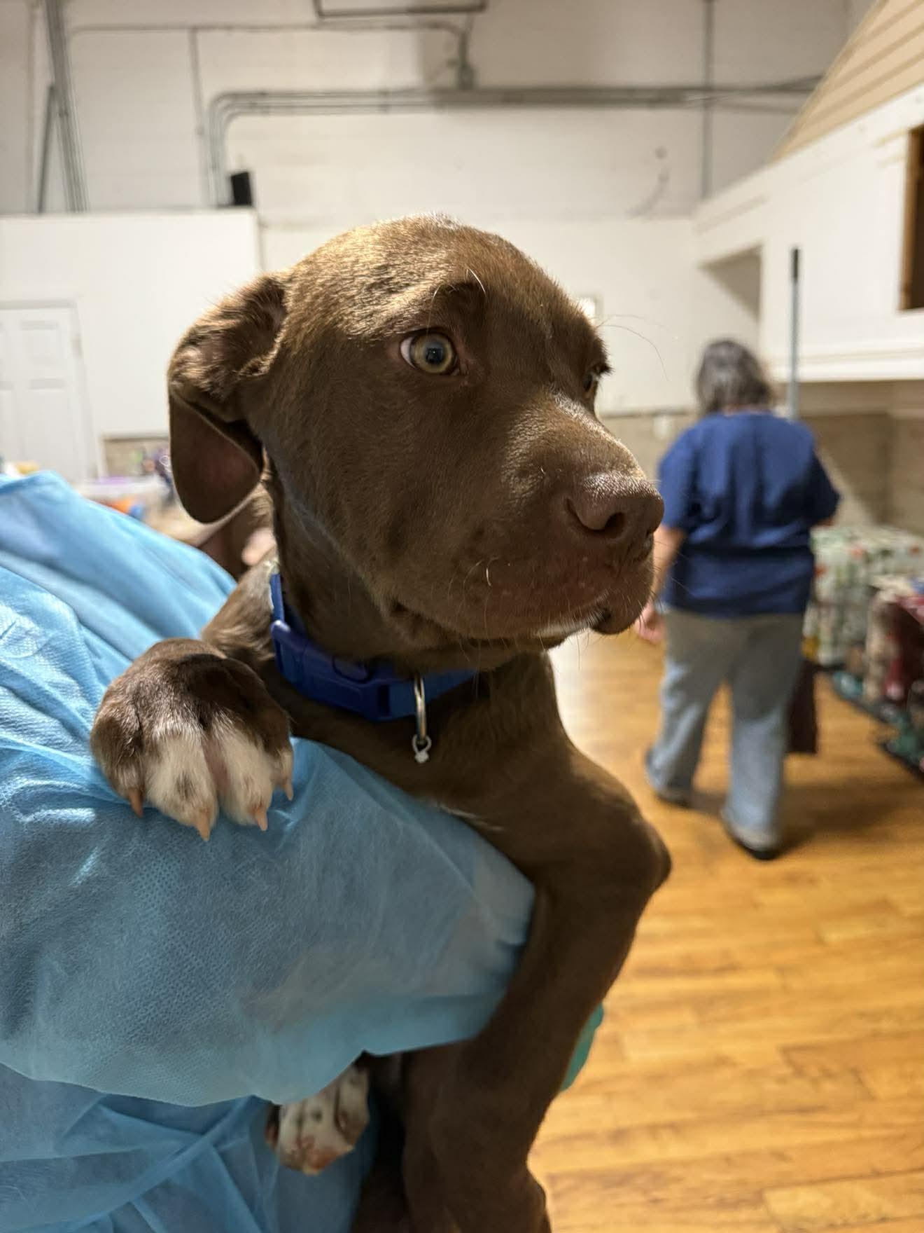 Enlarge Ralph , an adopted mixed breed in Plainfield, IL image 2/3