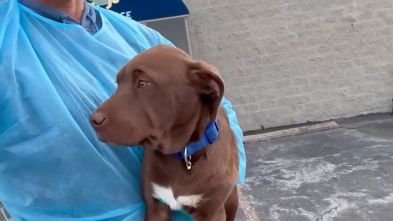 Enlarge Ralph , an adopted mixed breed in Plainfield, IL video 3/3