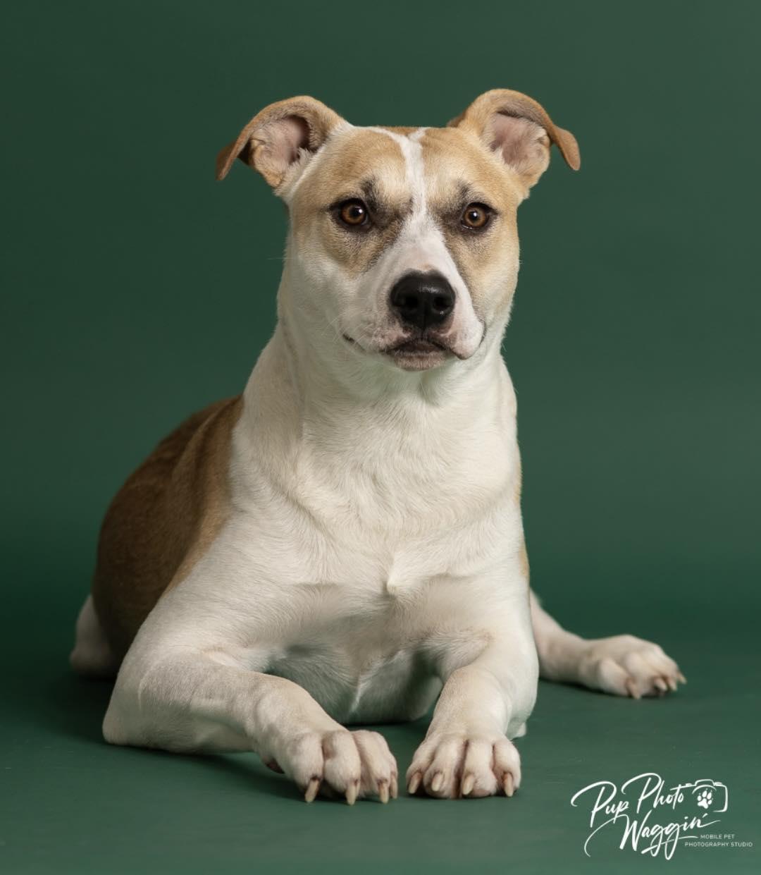 Enlarge Archer, a ADOPTABLE Mixed Breed in Davenport, IA image 1/1