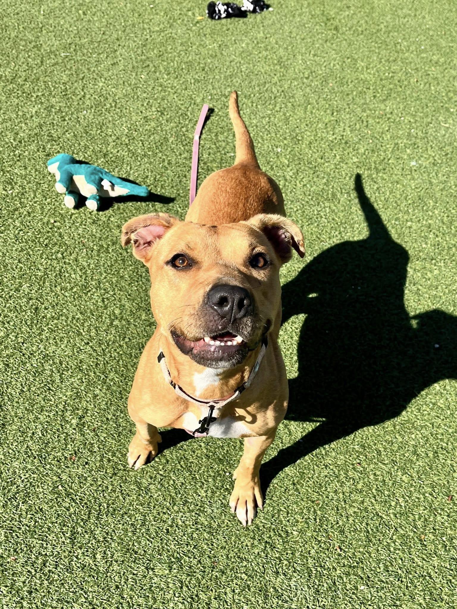 Lola