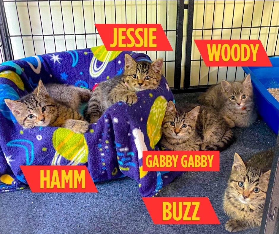 Enlarge Gabby Gabby, a Adoptable Domestic Short Hair in Crown Point, IN image 2/2