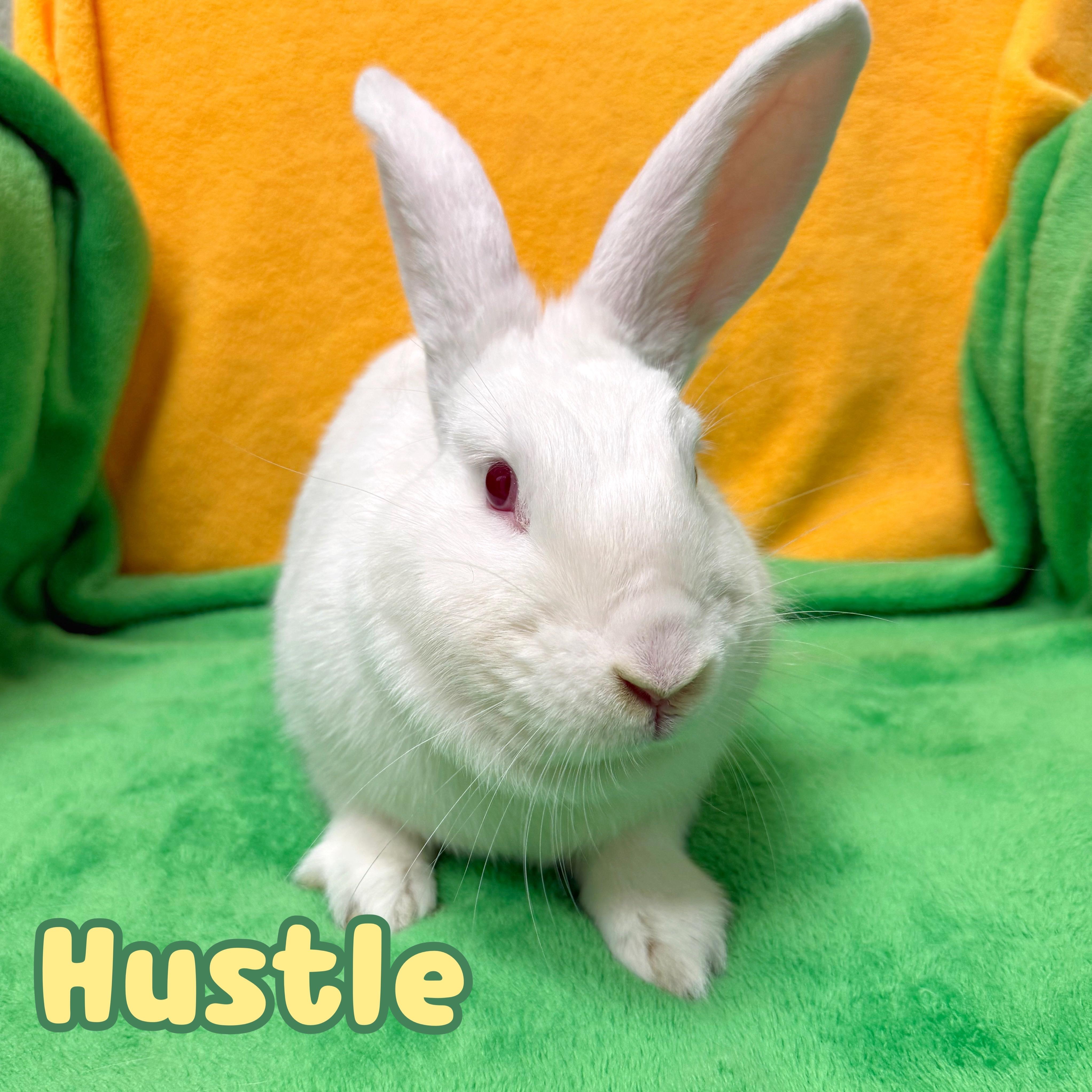 Enlarge Hustle, a Adoptable mixed breed in Roseville, CA image 1/1