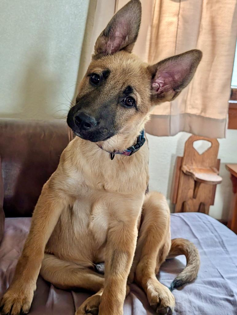 Spencer, Adoptable, Puppy Male Shepherd.
