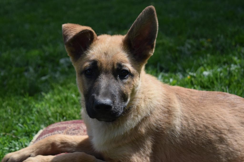 Spencer, a Adoptable mixed breed in Saint James, MN image 2/6