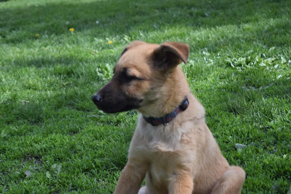 Spencer, a Adoptable mixed breed in Saint James, MN image 3/6