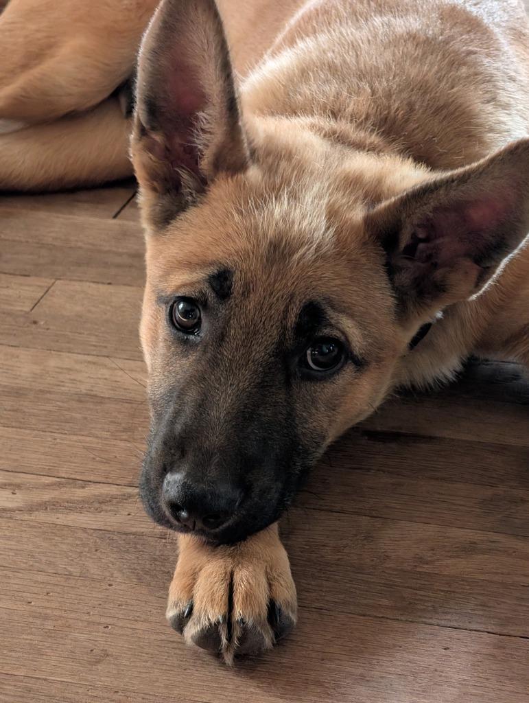 Spencer, a Adoptable mixed breed in Saint James, MN image 4/6