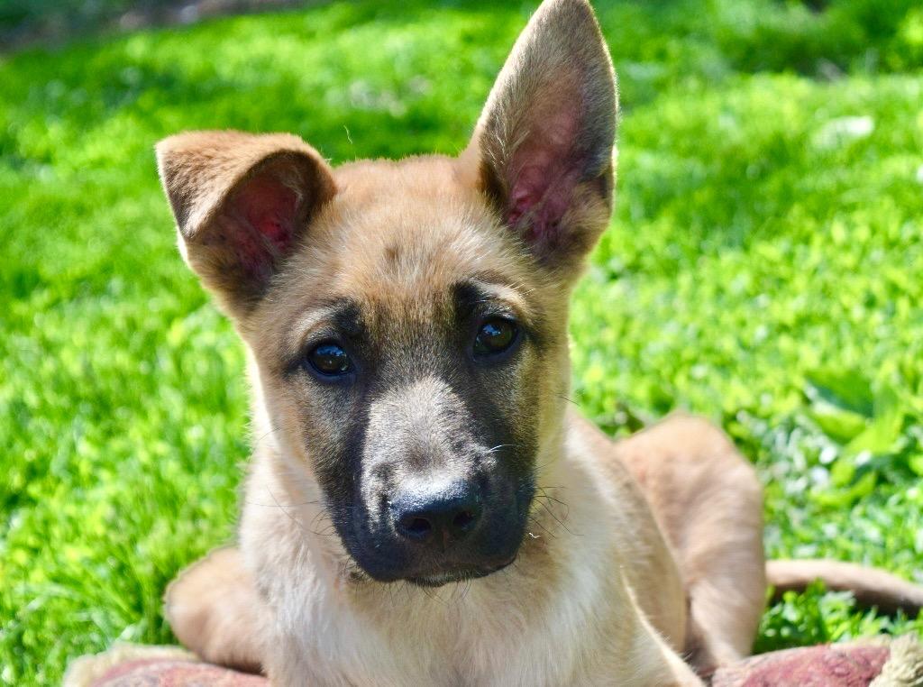 Spencer, a Adoptable mixed breed in Saint James, MN image 5/6