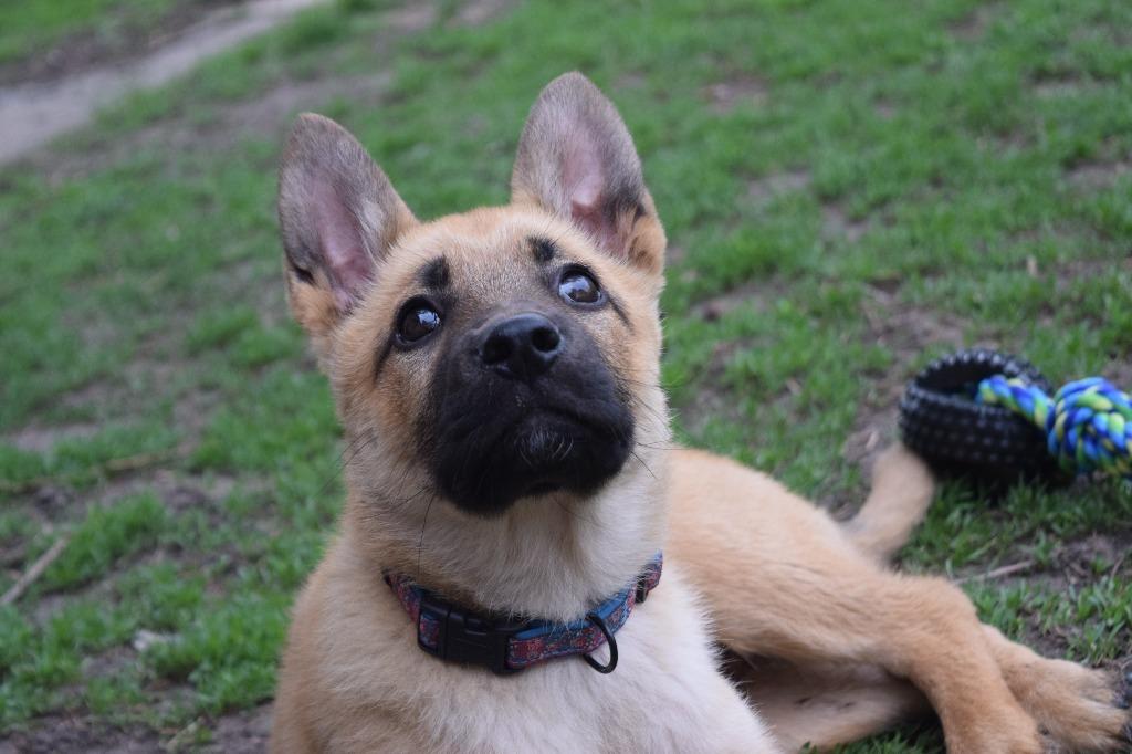 Spencer, a Adoptable mixed breed in Saint James, MN image 6/6