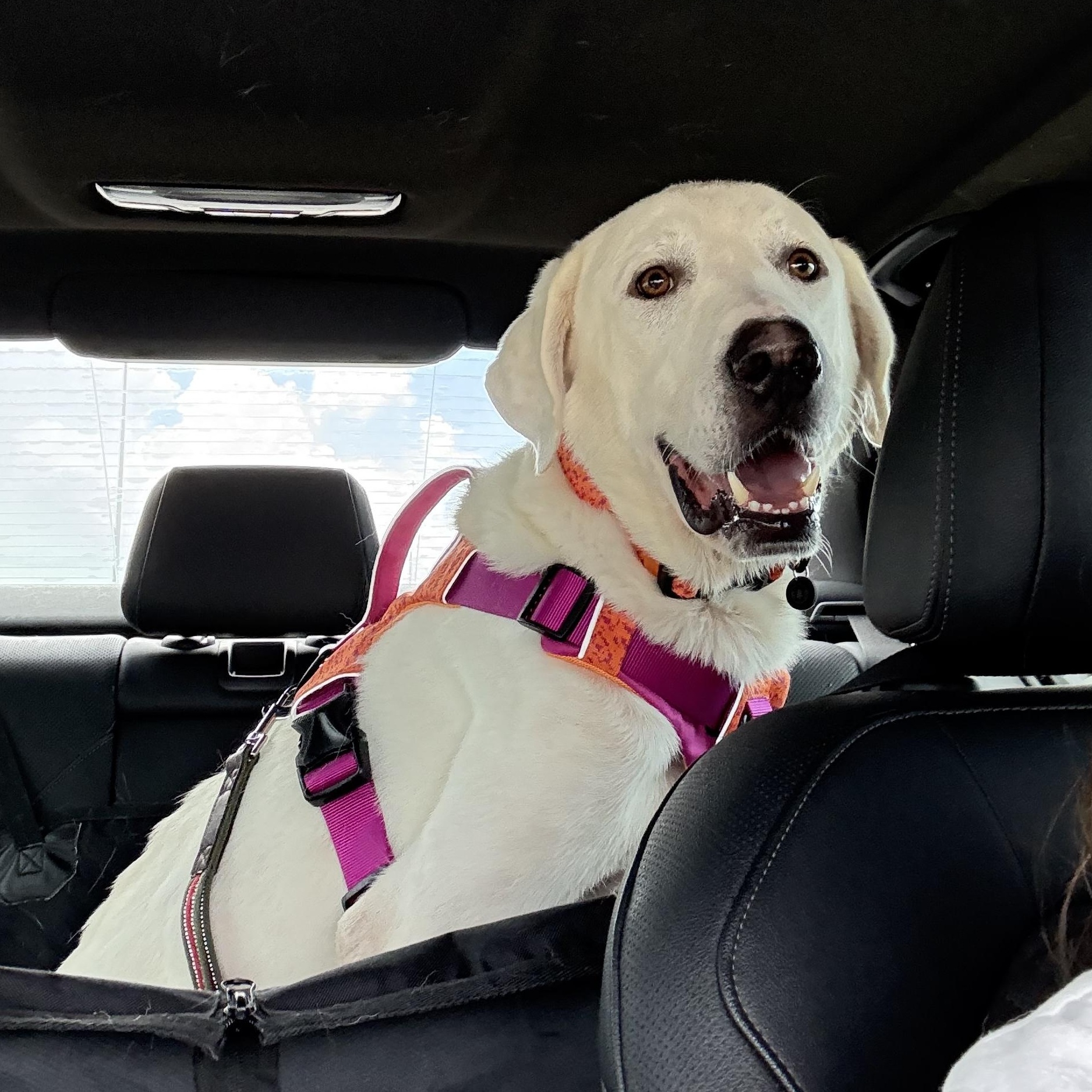Blanco, Adoptable, Adult Male Great Pyrenees.