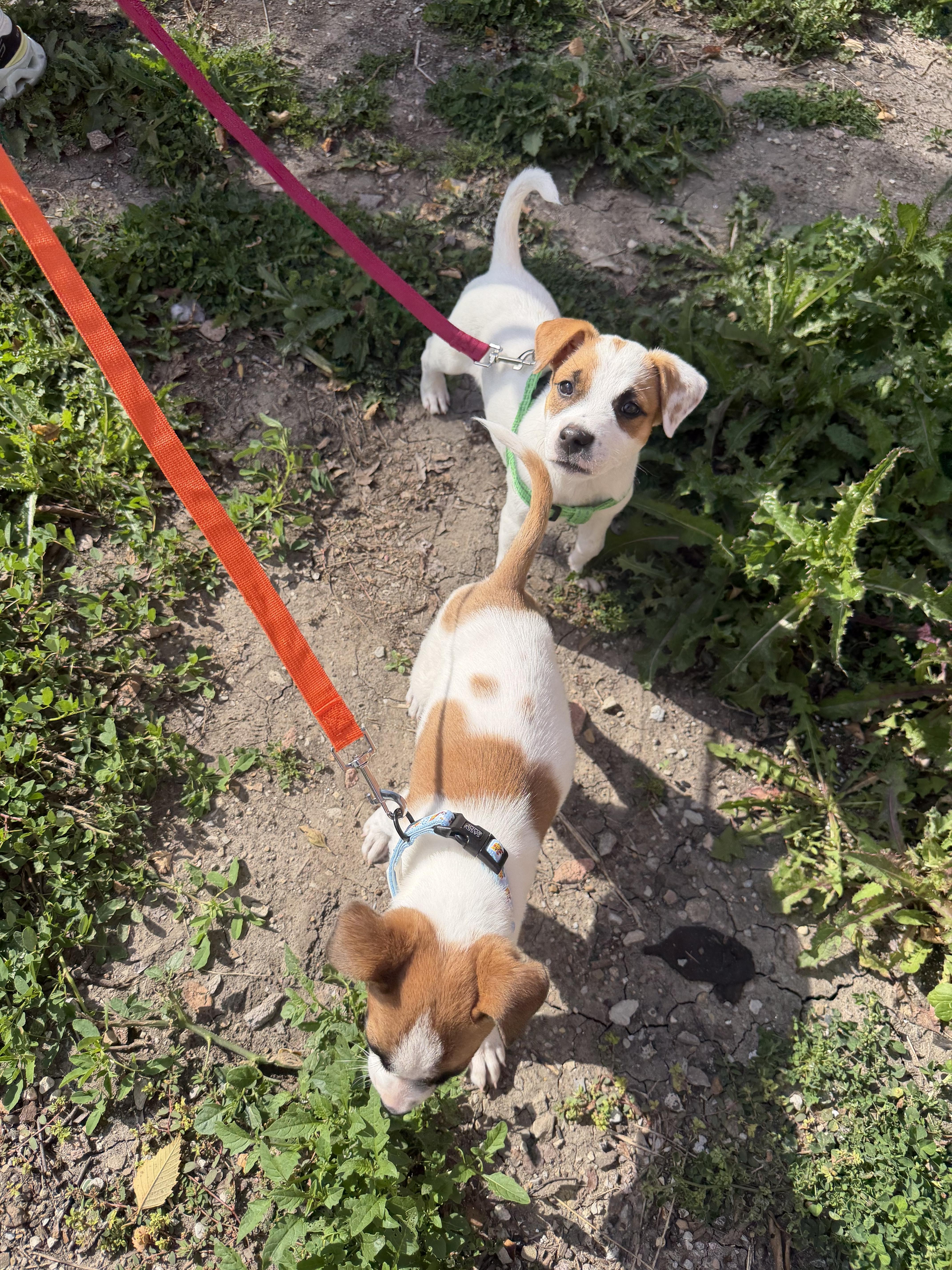 Enlarge Hazel, a Adoptable Mixed Breed in Tinley Park, IL image 5/5