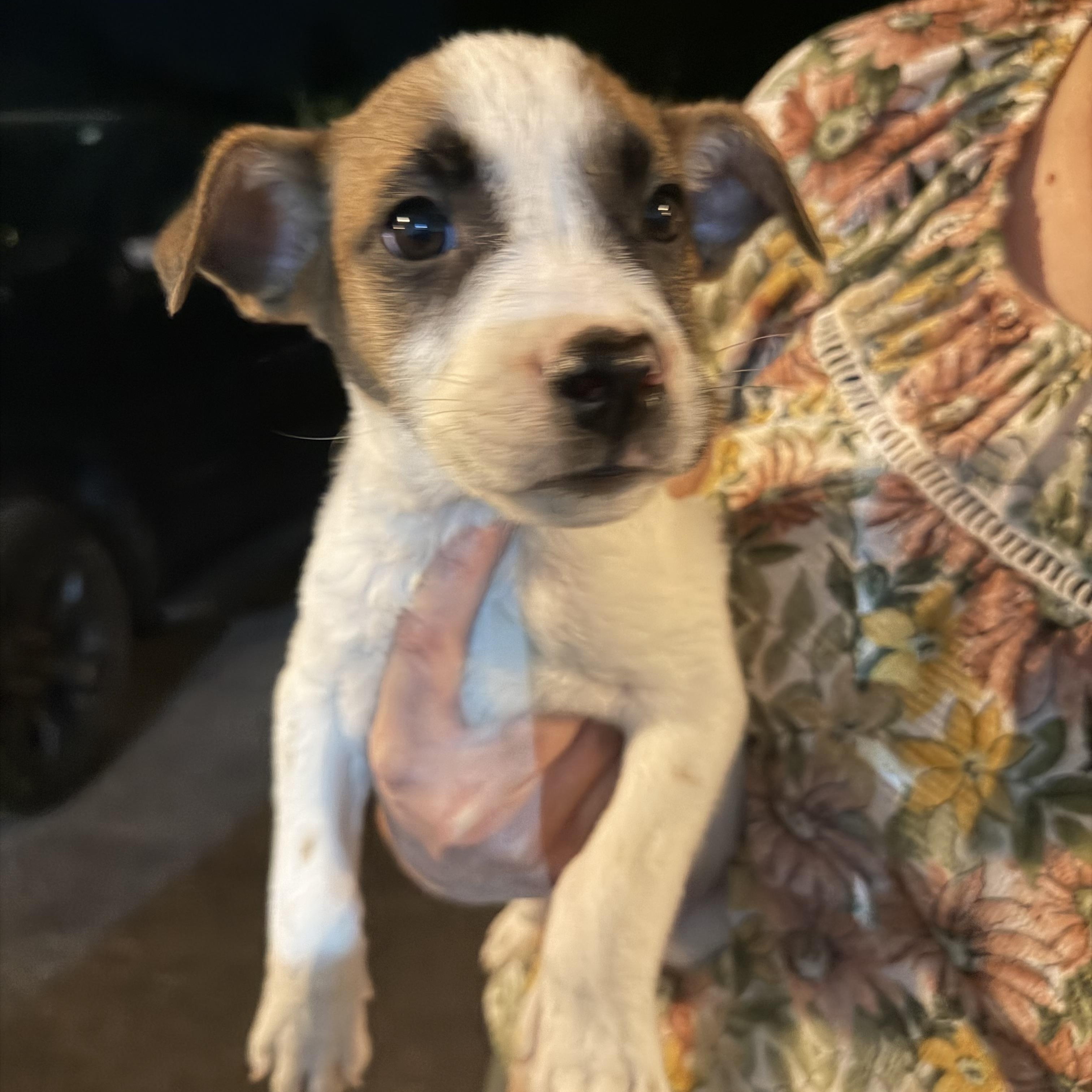 Hazel, Adoptable, Puppy Female Mixed Breed.