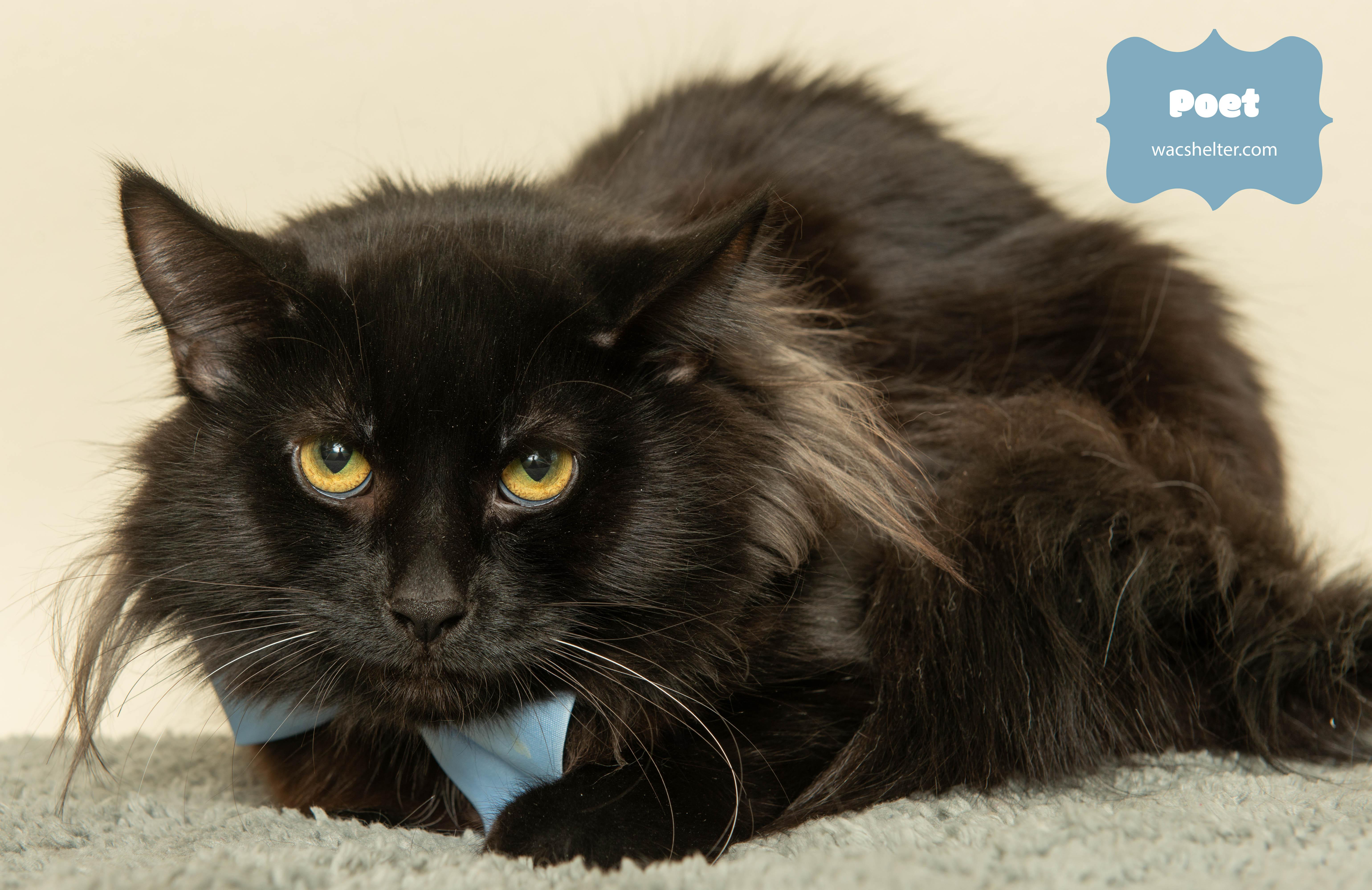 Enlarge POET, a ADOPTABLE Domestic Long Hair in Wyandotte, MI image 2/4