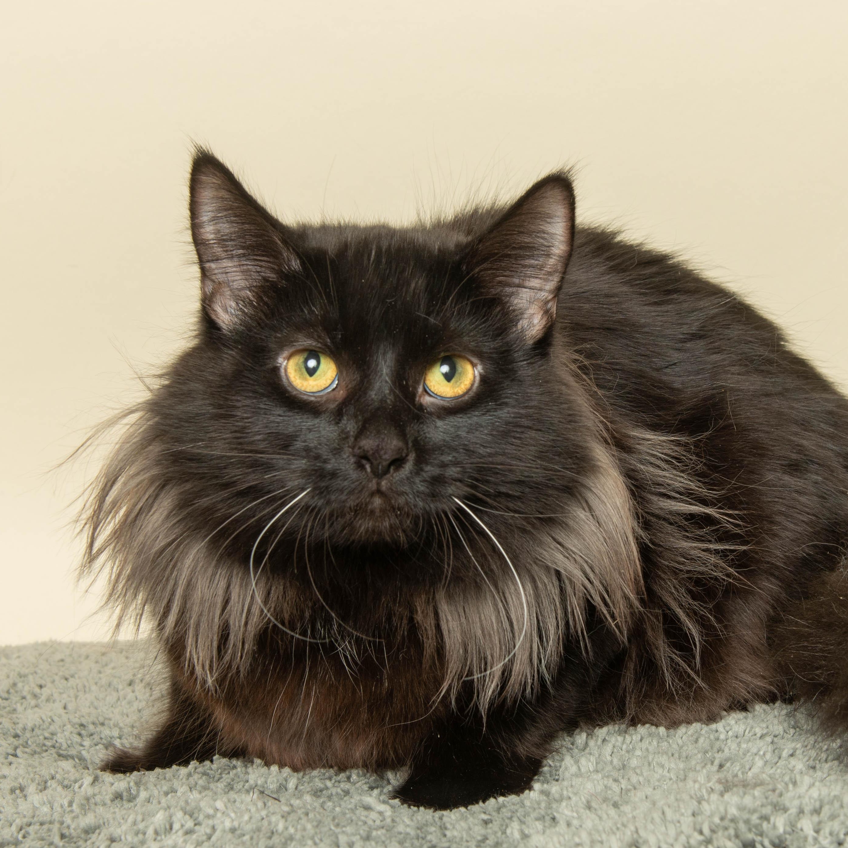 POET, ADOPTABLE, Adult Male Domestic Long Hair.