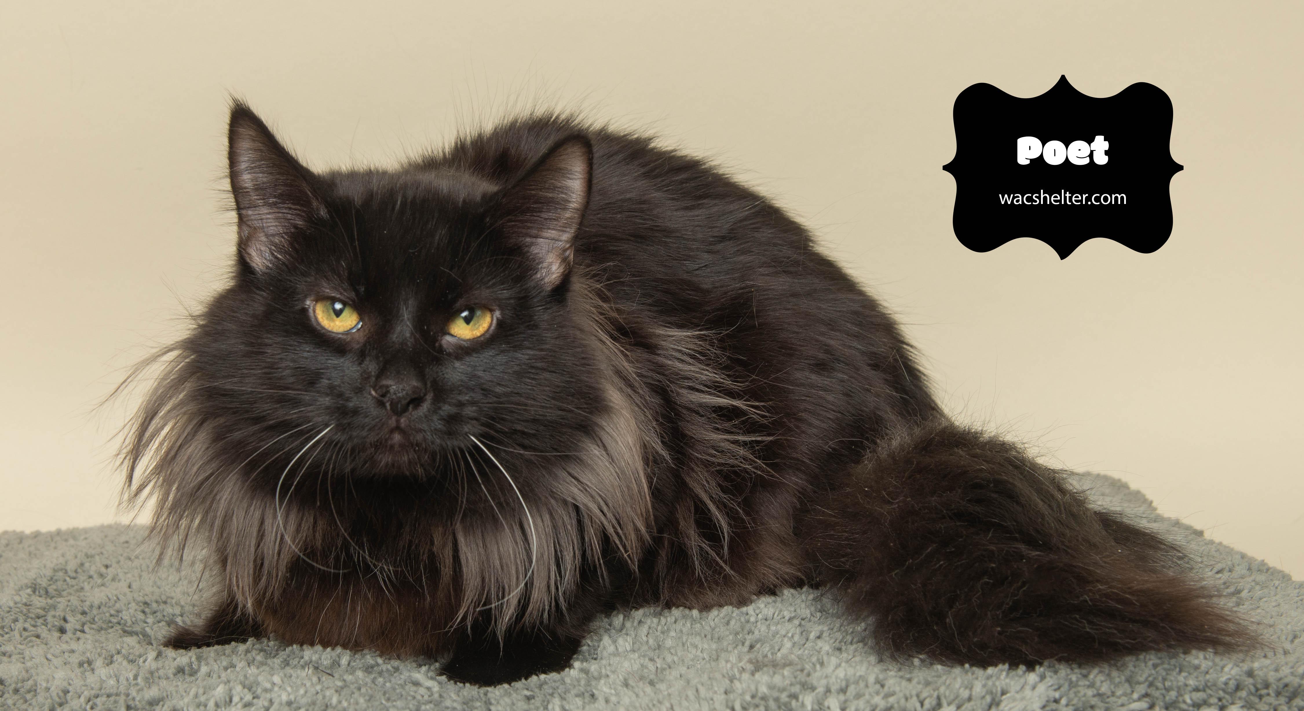 Enlarge POET, a ADOPTABLE Domestic Long Hair in Wyandotte, MI image 3/4
