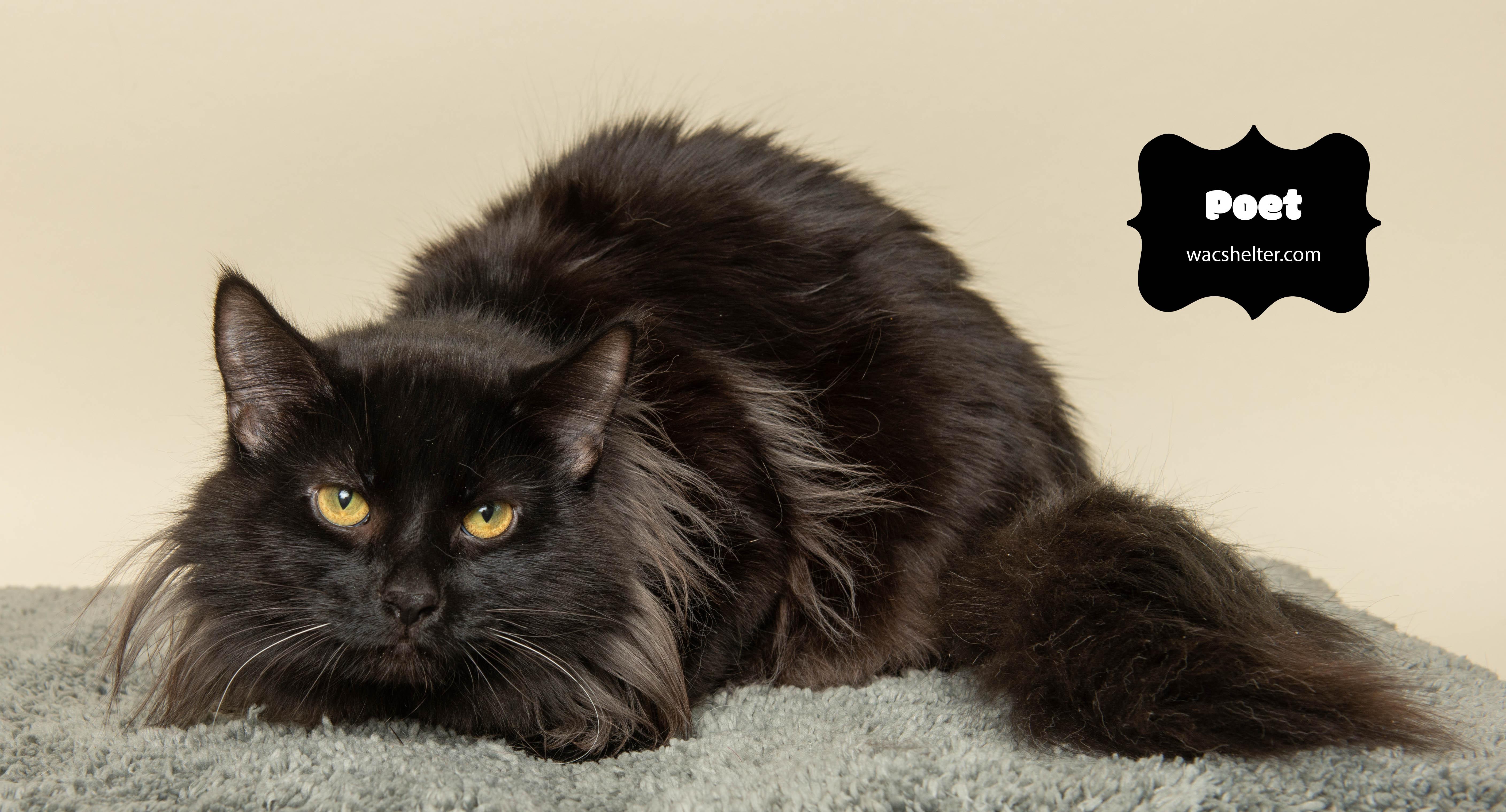 Enlarge POET, a ADOPTABLE Domestic Long Hair in Wyandotte, MI image 4/4