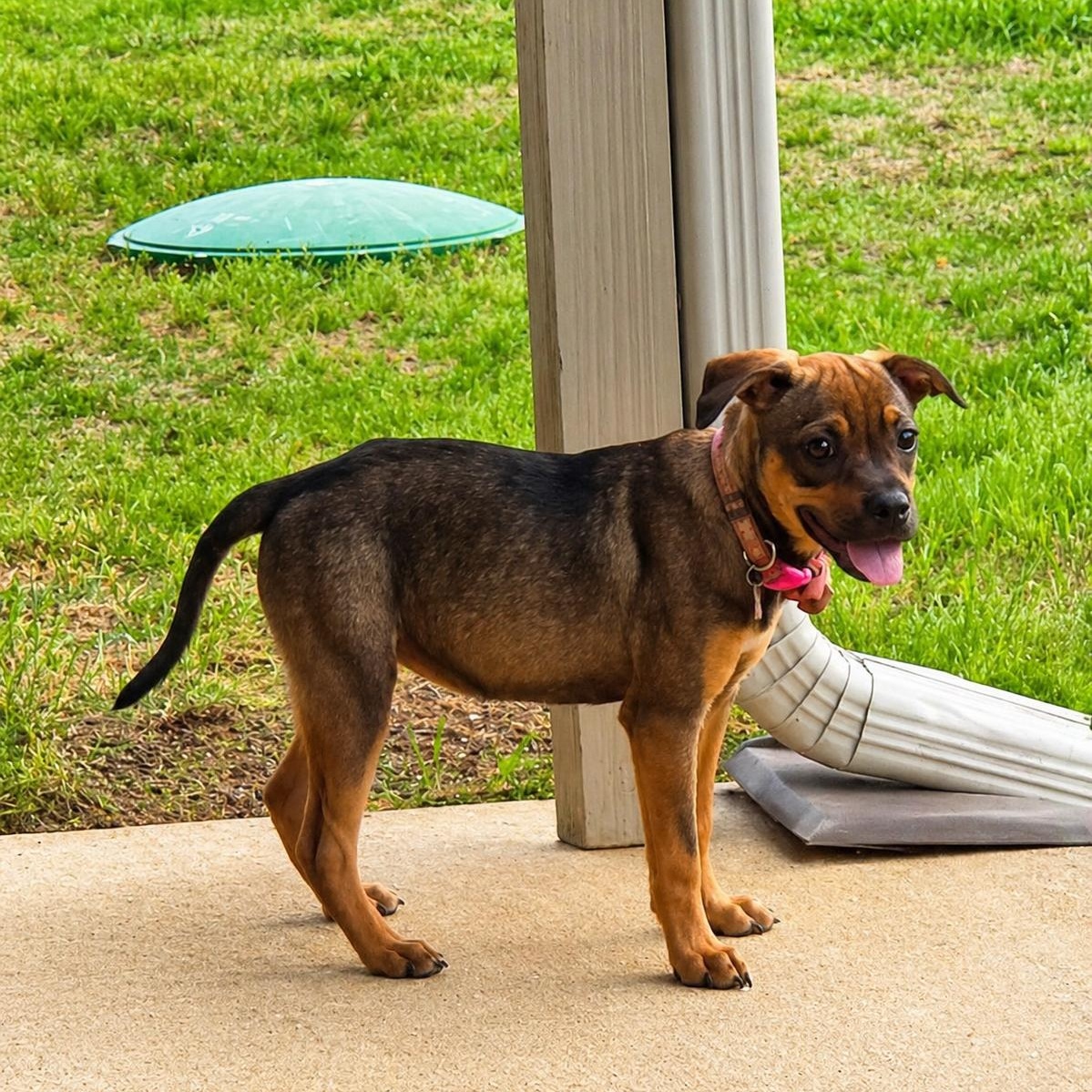 Enlarge Daphnie, a ADOPTABLE mixed breed in Little Rock, AR image 2/3