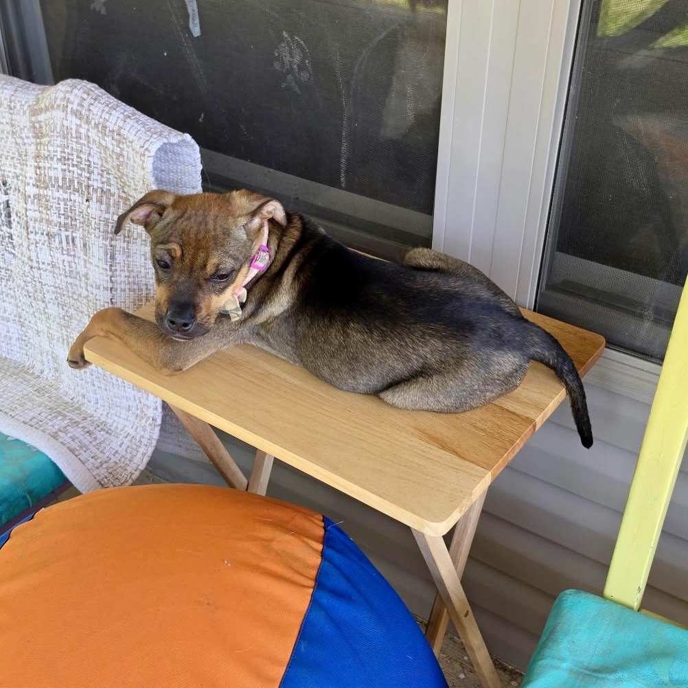 Enlarge Daphnie, a ADOPTABLE mixed breed in Little Rock, AR image 3/3