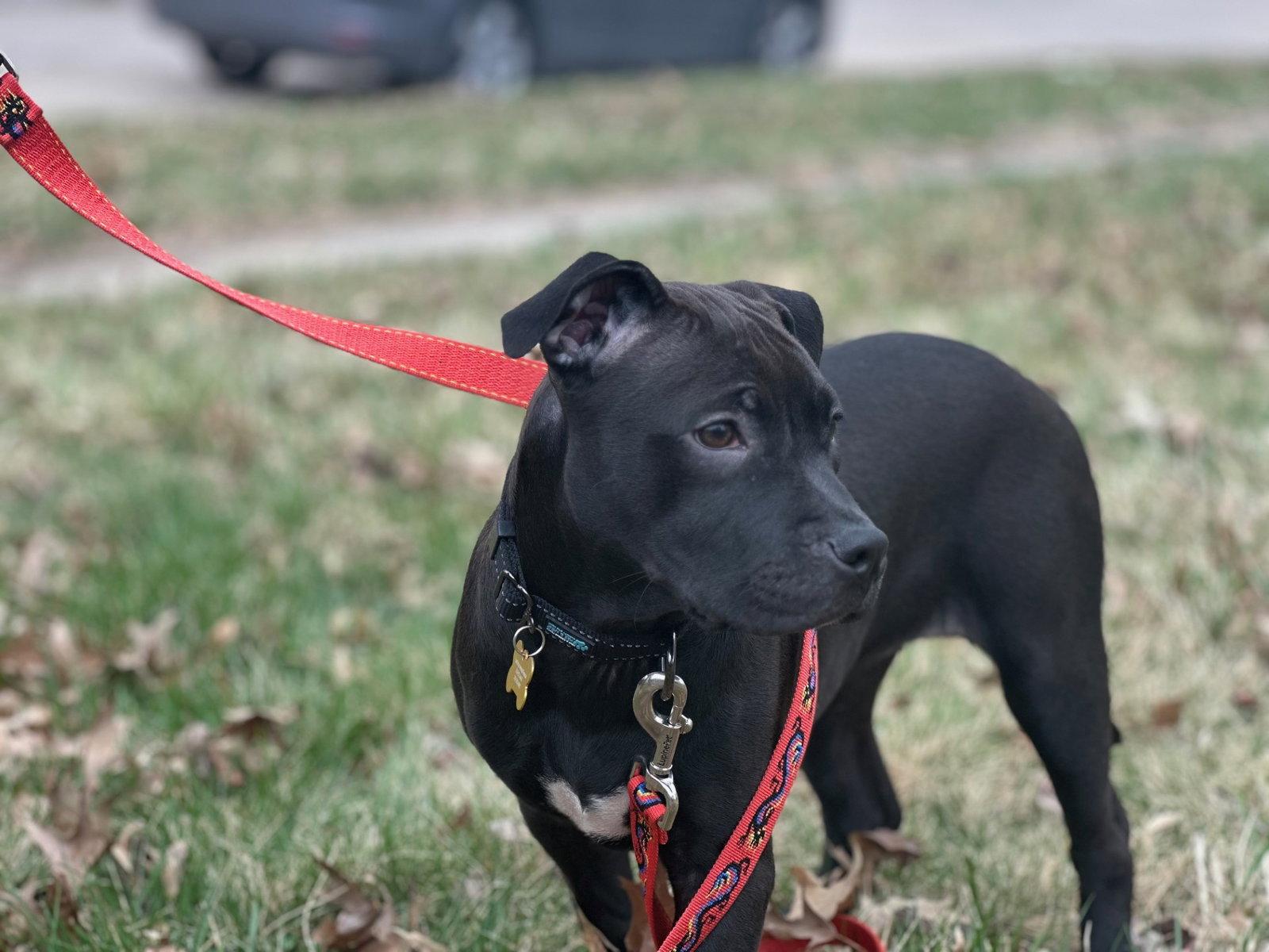 Snack Cake, Adopted, Young Female Pit Bull Terrier & American Staffordshire Terrier.