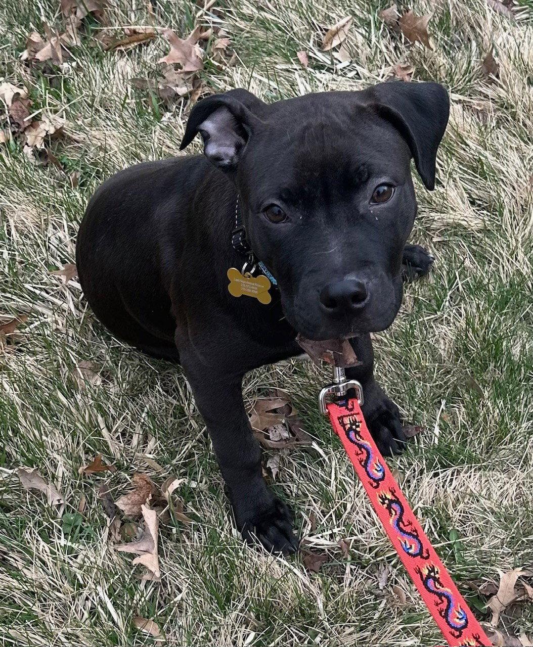 Enlarge Snack Cake, a Adopted mixed breed in Cedar Rapids, IA image 2/3