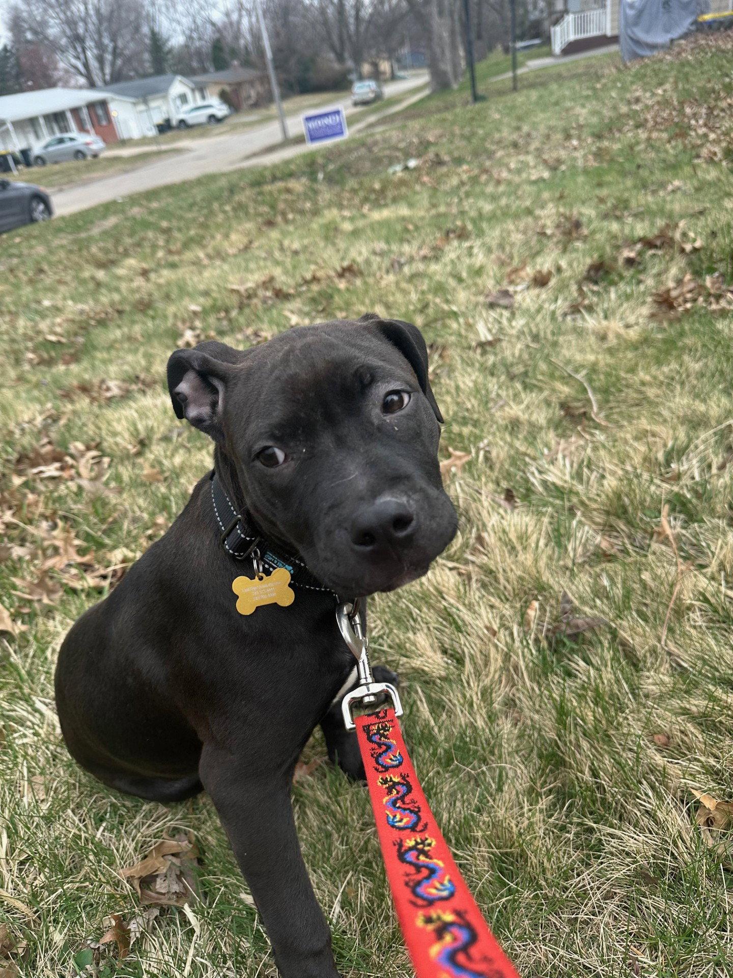 Enlarge Snack Cake, a Adopted mixed breed in Cedar Rapids, IA image 3/3