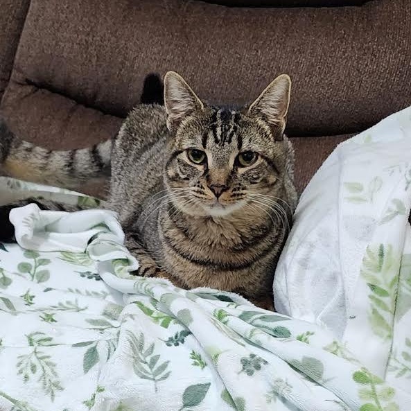 Bell, Adoptable, Kitten Female Tabby.