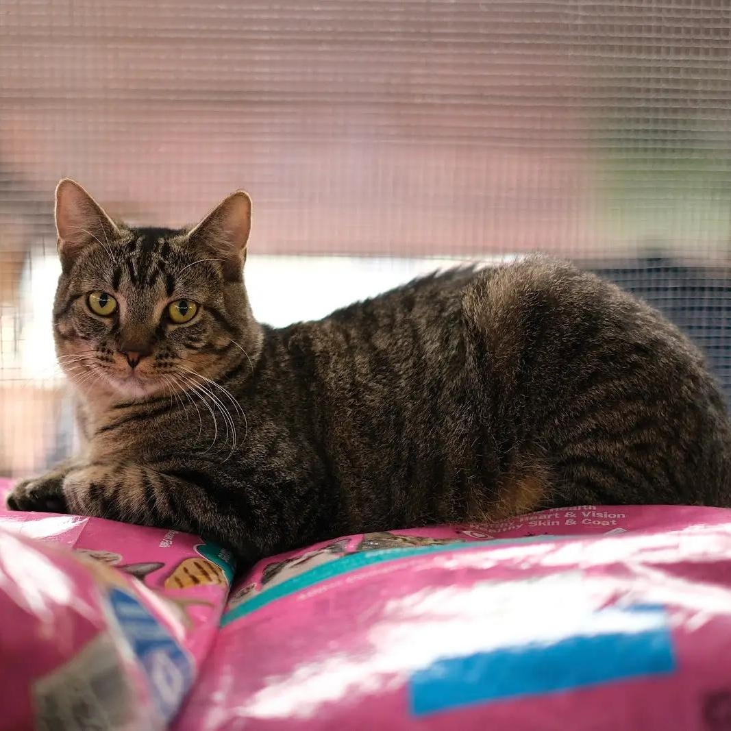 Enlarge Bell, a Adoptable Tabby in Vernon , CT image 2/4