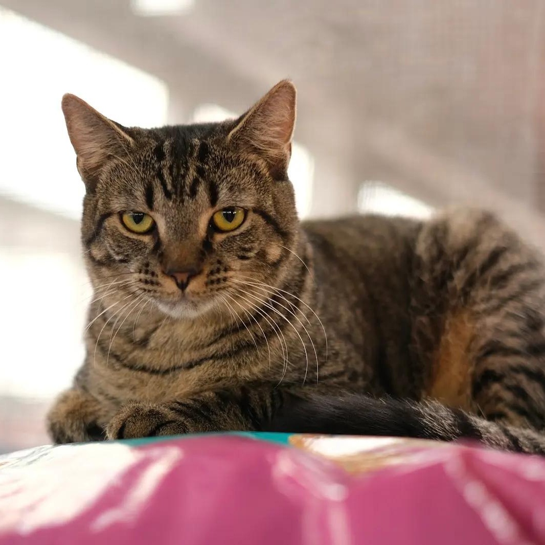 Enlarge Bell, a Adoptable Tabby in Vernon , CT image 4/4