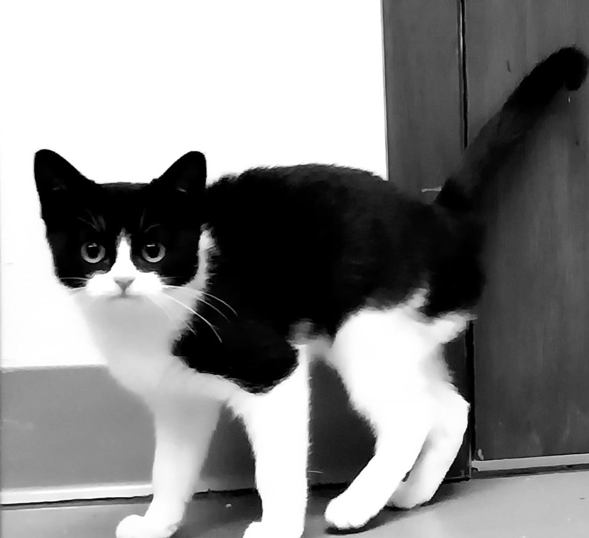 Marshall, Adoptable, Young Male Domestic Short Hair.