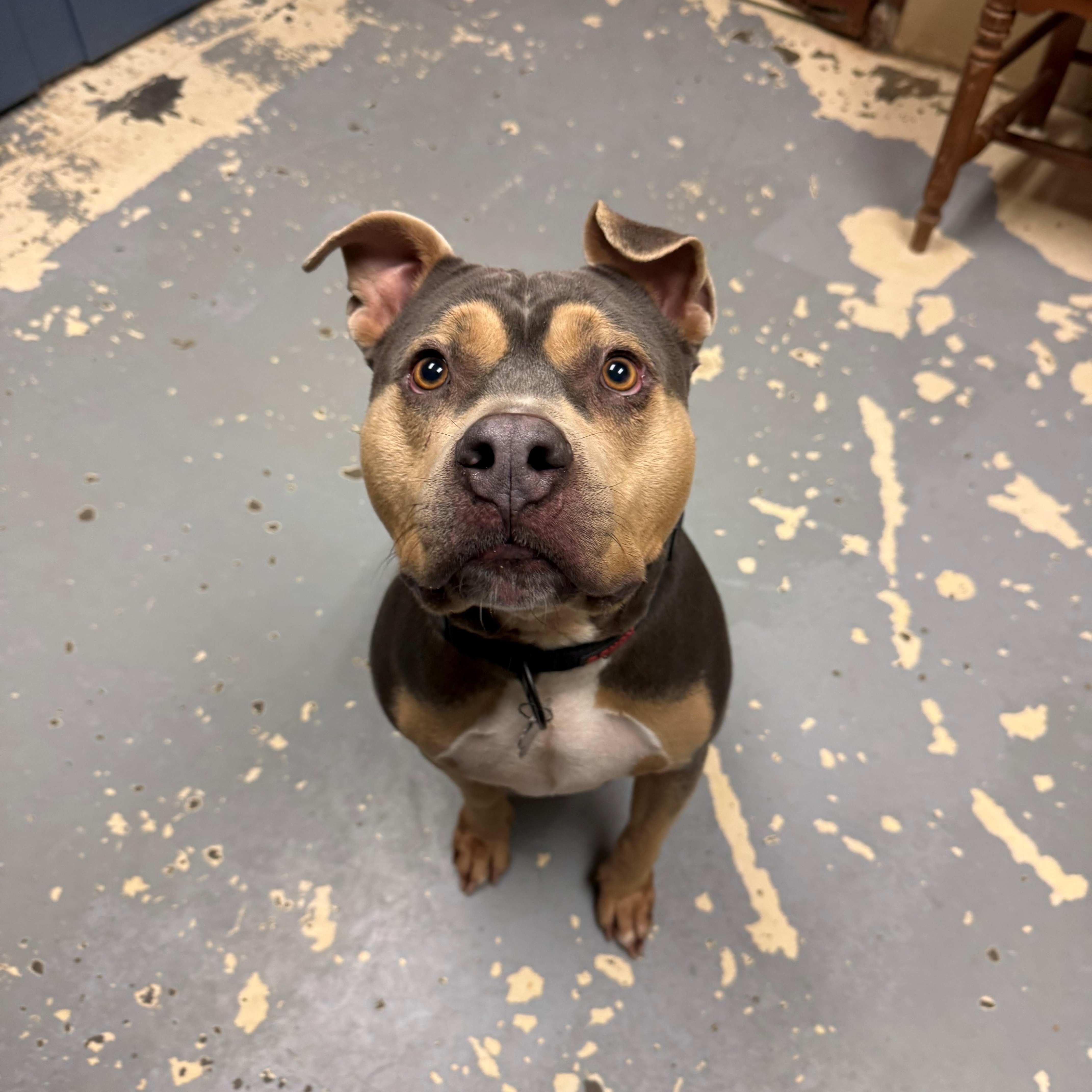 Dino, ADOPTABLE, Adult Male Pit Bull Terrier.