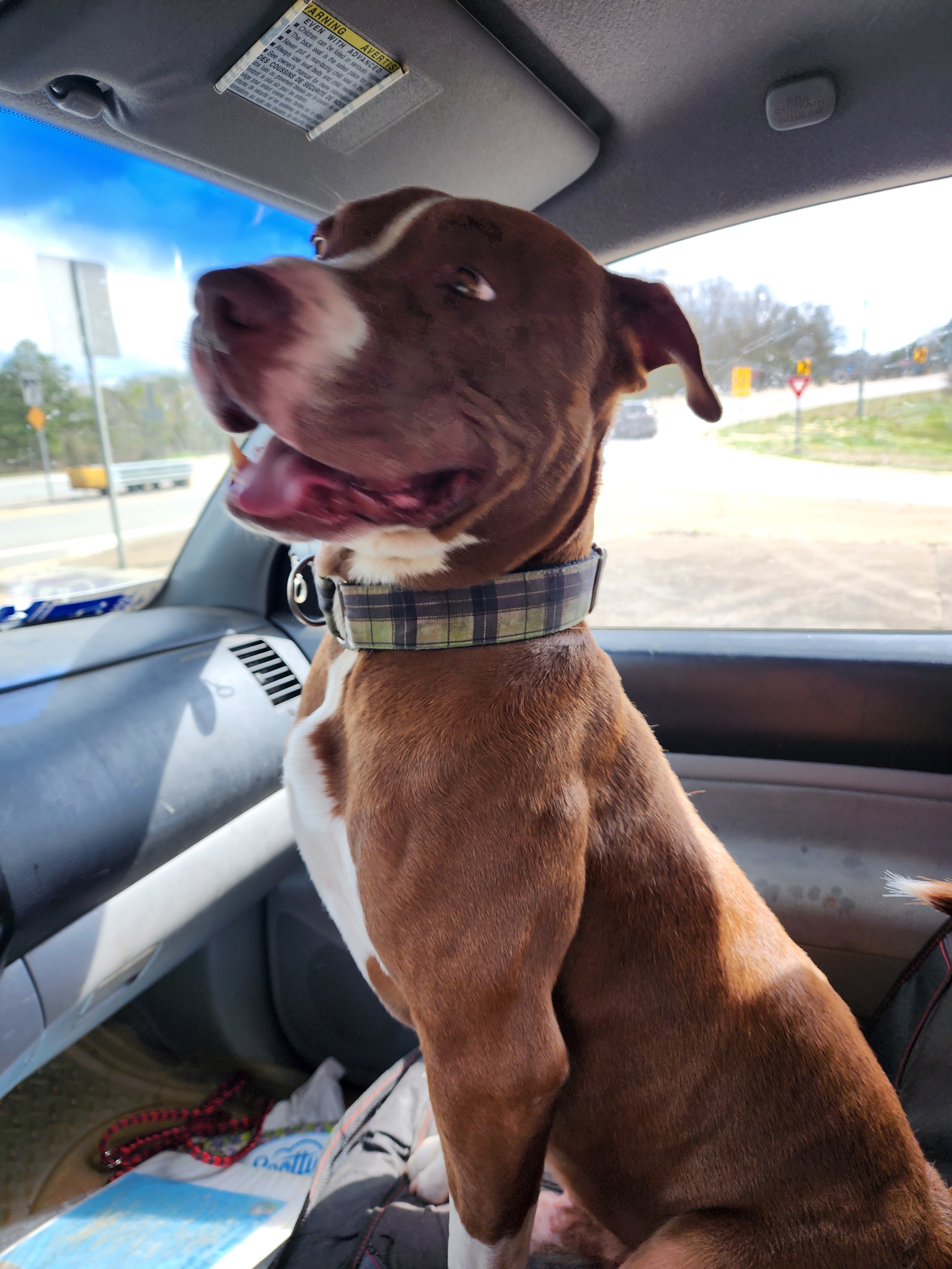 Handsome Jack, Adoptable, Young Male Pit Bull Terrier & Staffordshire Bull Terrier.