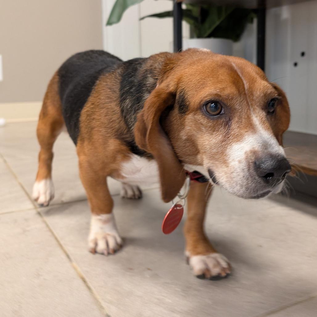 Ringo, Adoptable, Adult Male Beagle.