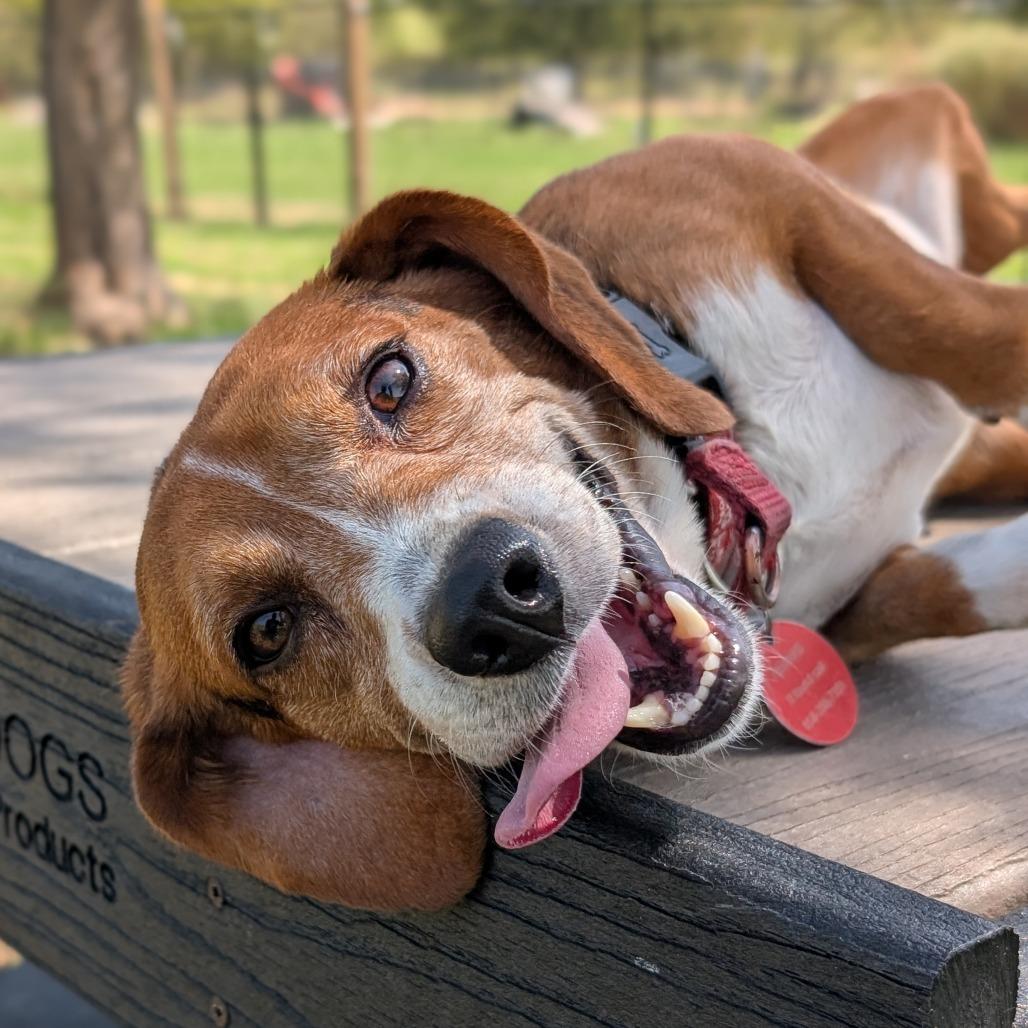 Enlarge Ringo, a Adoptable Beagle in Nowata, OK image 2/5