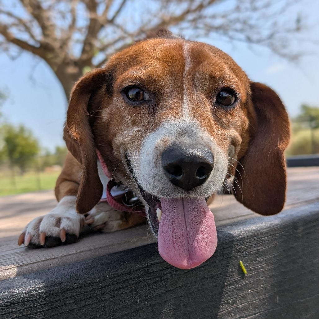 Enlarge Ringo, a Adoptable Beagle in Nowata, OK image 3/5