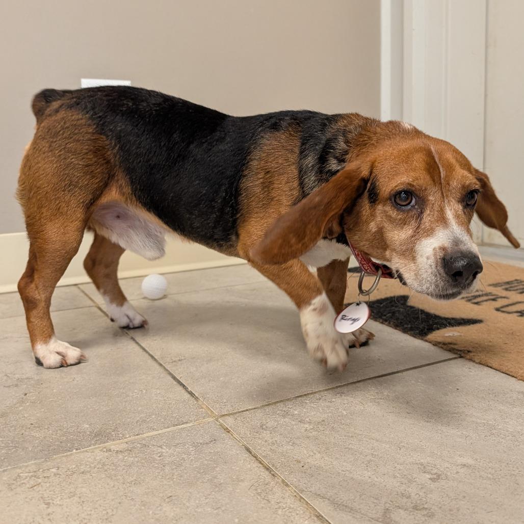 Enlarge Ringo, a Adoptable Beagle in Nowata, OK image 4/5