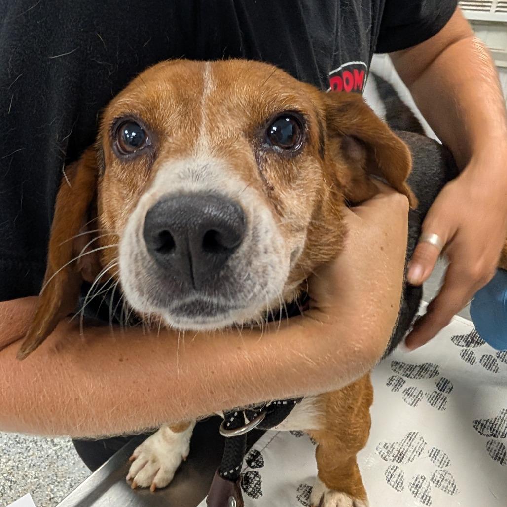 Enlarge Ringo, a Adoptable Beagle in Nowata, OK image 5/5