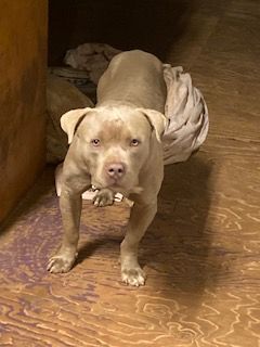 Enlarge King, a Adopted American Bulldog in Ruston, LA image 1/4