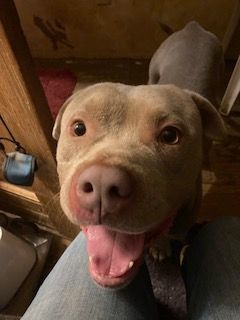 Enlarge King, a Adopted American Bulldog in Ruston, LA image 2/4