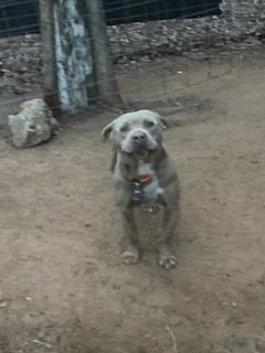 Enlarge King, a Adopted American Bulldog in Ruston, LA image 3/4