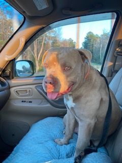 Enlarge King, a Adopted American Bulldog in Ruston, LA image 4/4